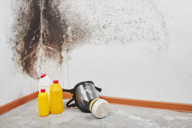 Best Bathroom Mold Remediation in Lowry Crossing, TX