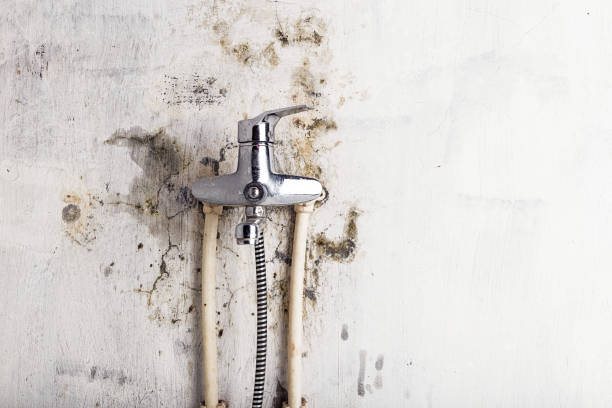 Best Insurance-Related Mold Remediation in Lowry Crossing, TX