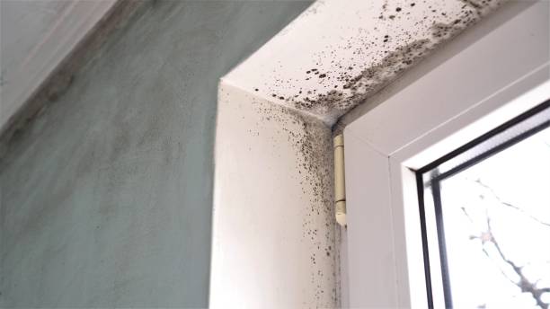 Best Localized Mold Remediation (e.g., coastal areas, humid climates) in Lowry Crossing, TX