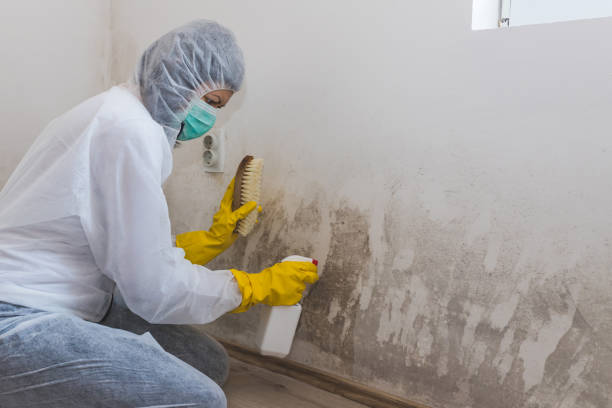 Best White Mold Remediation in Lowry Crossing, TX
