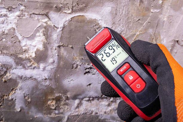 Best DIY Mold Remediation Support Services in Lowry Crossing, TX