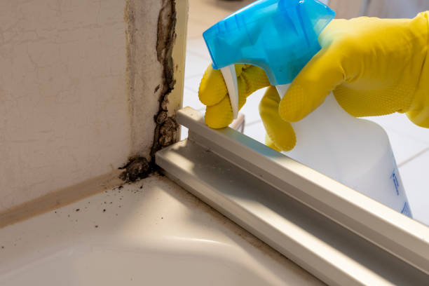 Best Preventive Mold Services in Lowry Crossing, TX