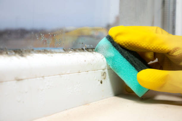 Best Health and Safety Mold Remediation in Lowry Crossing, TX