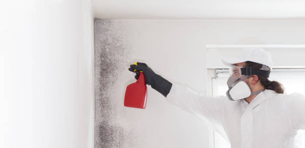 Best Kitchen Mold Remediation in Lowry Crossing, TX