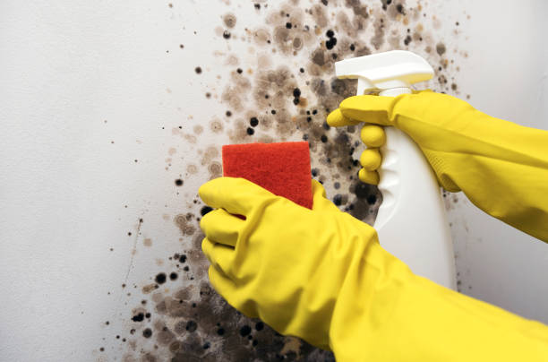 Best Localized Mold Remediation (e.g., coastal areas, humid climates) in Lowry Crossing, TX