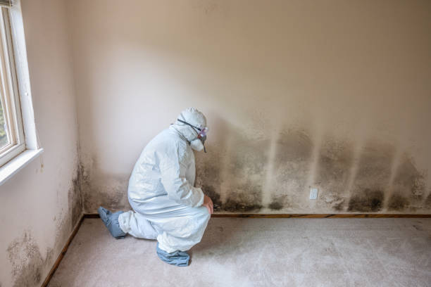 Best White Mold Remediation in Lowry Crossing, TX