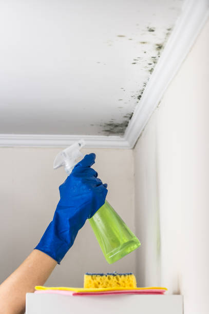 Best DIY Mold Remediation Support Services in Lowry Crossing, TX