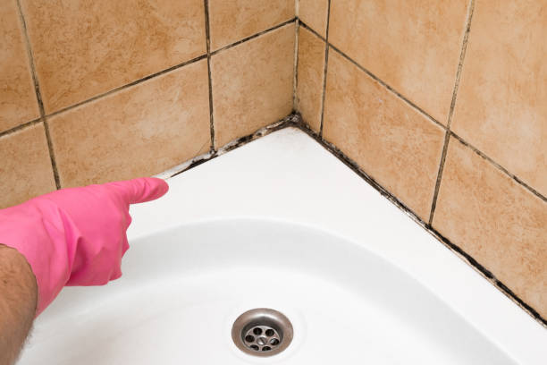 Trusted Lowry Crossing, TX Mold Remediation Experts