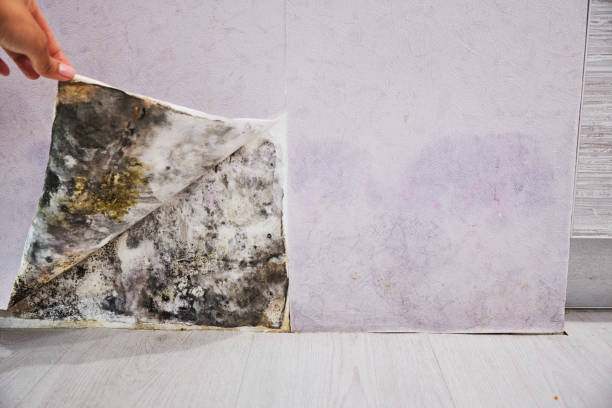 Best Basement Mold Remediation in Lowry Crossing, TX